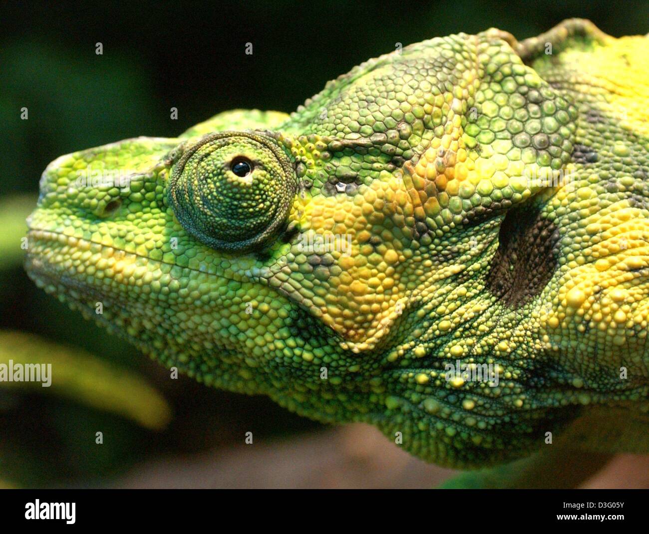 Human interest hum animals eye colourful coloured chameleon reptile ...