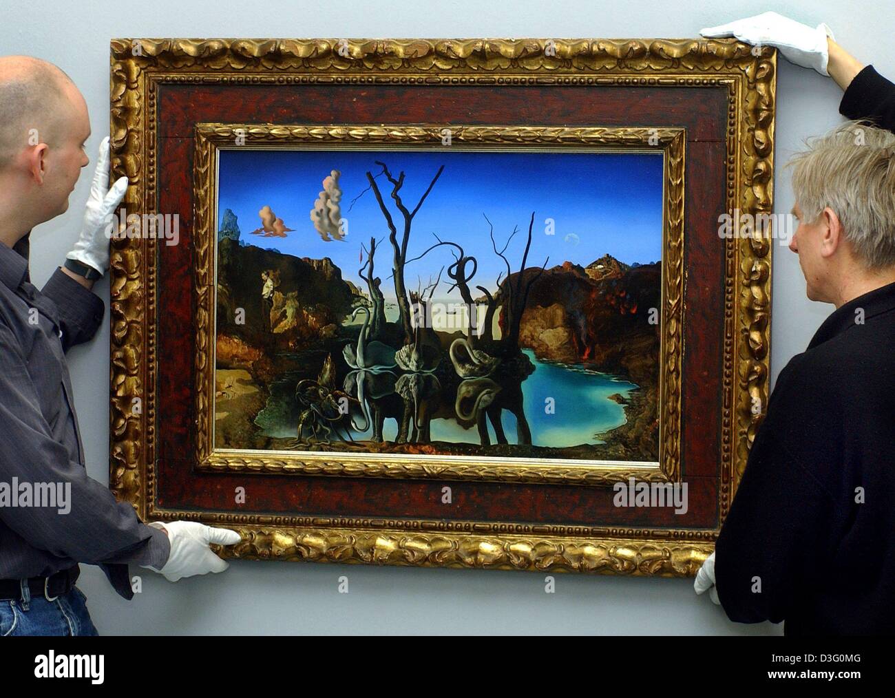 Swans reflecting elephants hires stock photography and images Alamy