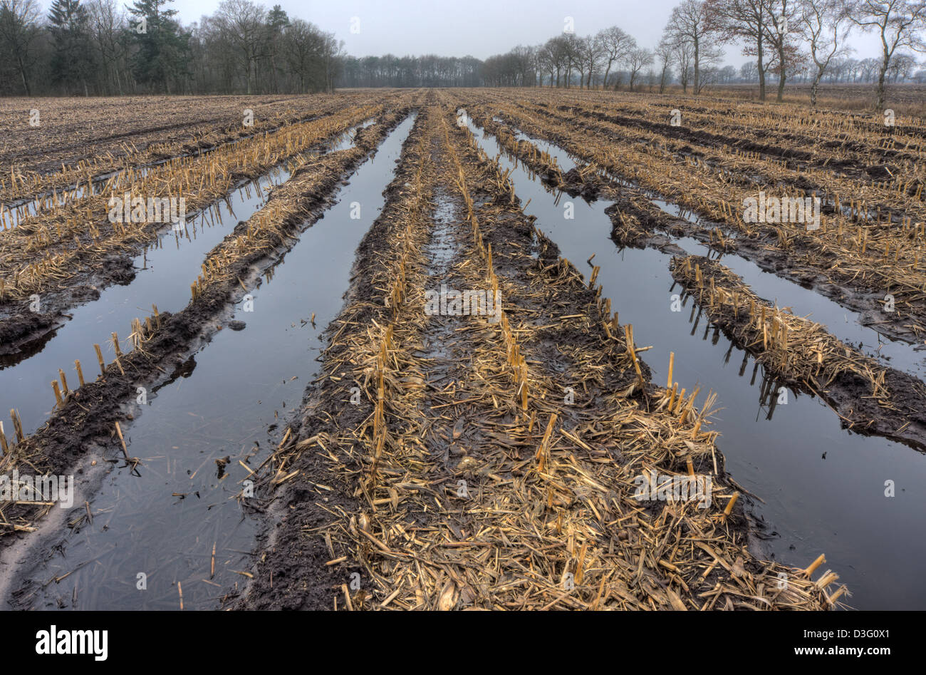 Muddy maize field, flooded after some rainy weeks in winter; tire tracks filled with water. Stock Photo
