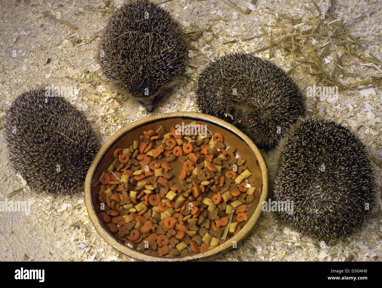 Human interest hum animals health hth hedgehog food feed cowering ... Biology Diagrams