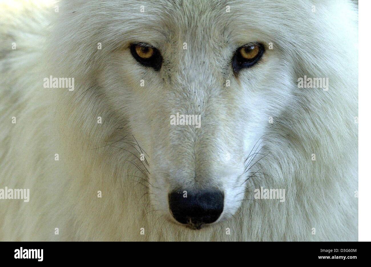 Human interest hum animals wolf fur white snout arctic_wolf germany hi ...