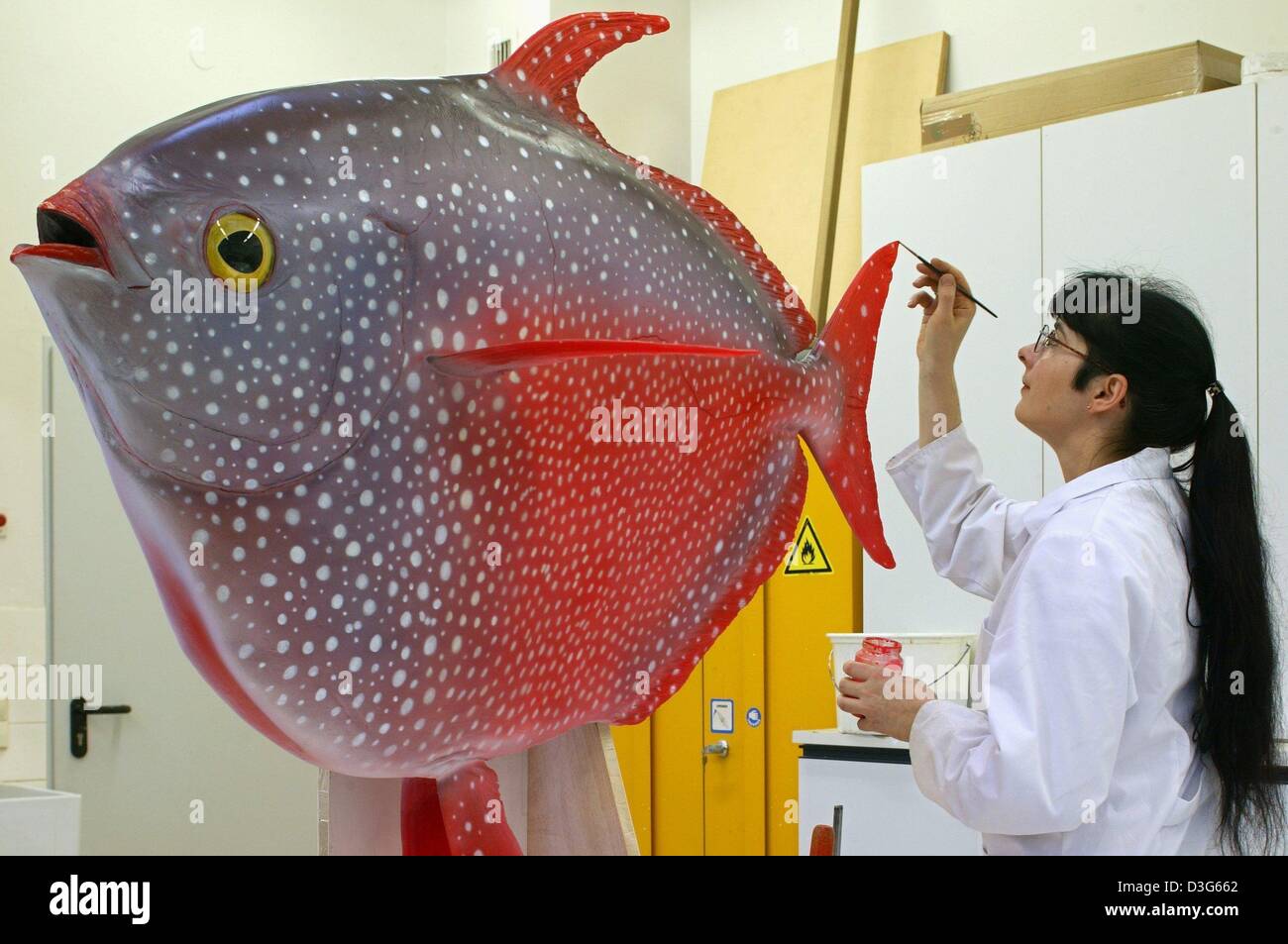 (dpa) - Ruth Ilka Nuess, preparator at the Overseas Museum, prepares the same scale model of a moonfish (Lampris guttatus) also known as opah in Bremen, Germany, 18 November 2003. The modelwill be featured in a permanent exhibition 'Oceania - Wildlife in the South Seas'. The model is based on the original fish which was cought, frozen and preserved and than used as an imprint for t Stock Photo