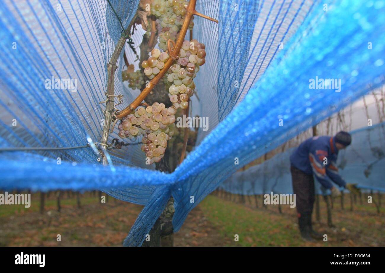 (dpa) - A harvest worker covers  rows of vine with a blue net in a vineyard in Castell, Germany, 17 November 2003. The nets protect the vine of the species Rieslaner, from birds and catches any fruit that might fall to the ground and keeps it from rotting away. It is still not clear when the start of the ice wine harvest will be due to the weather conditions. The outside temperatur Stock Photo
