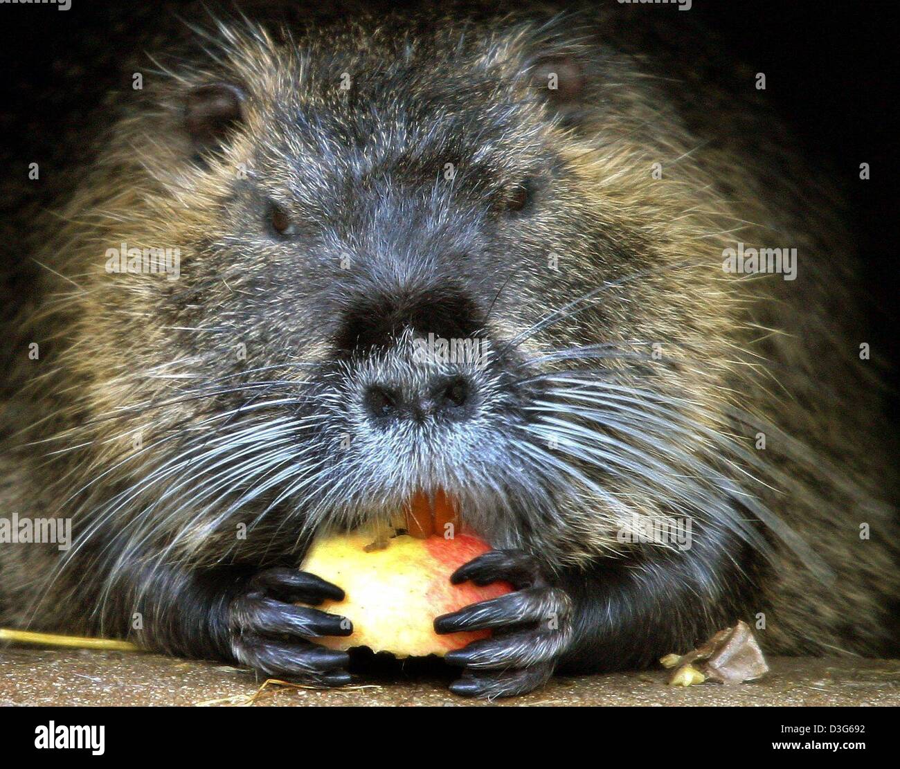 (dpa) - A nutria munches on an apple in the zoo in Hof, Germany, 13 November 2003. Nutrias are large rodents nearly the size of a beaver but with rounded, ratlike tails. Throughout much of their natural range in South America, nutria prefer a semiaquatic existence in swamps, marshes, and along the shores of rivers and lakes. Stock Photo
