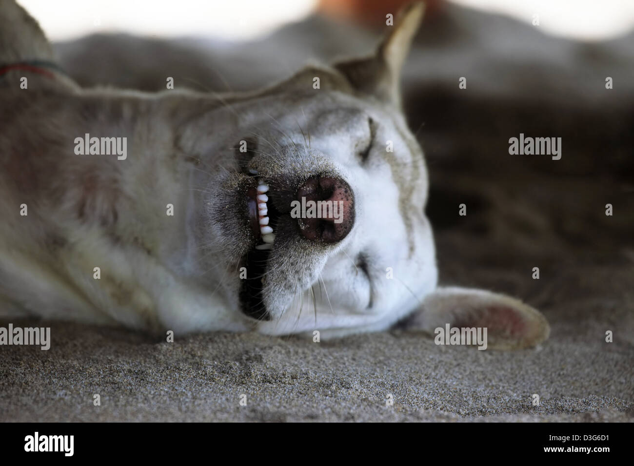 white dog in dream white dog in dream
