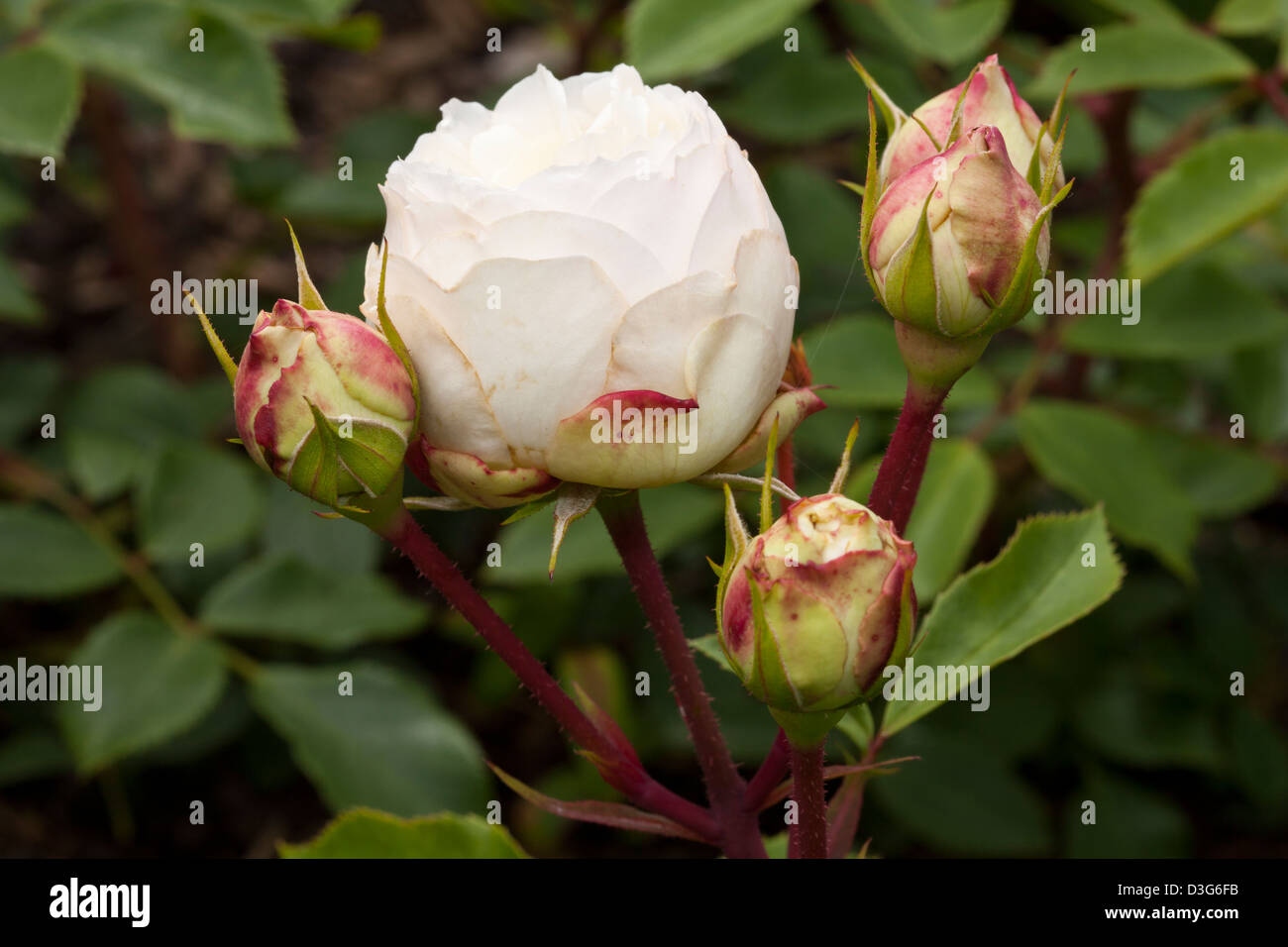 Bed-rose "Stephanie Baronin zu Guttenberg Rose", Rosa, Rosaceae Stock Photo  - Alamy