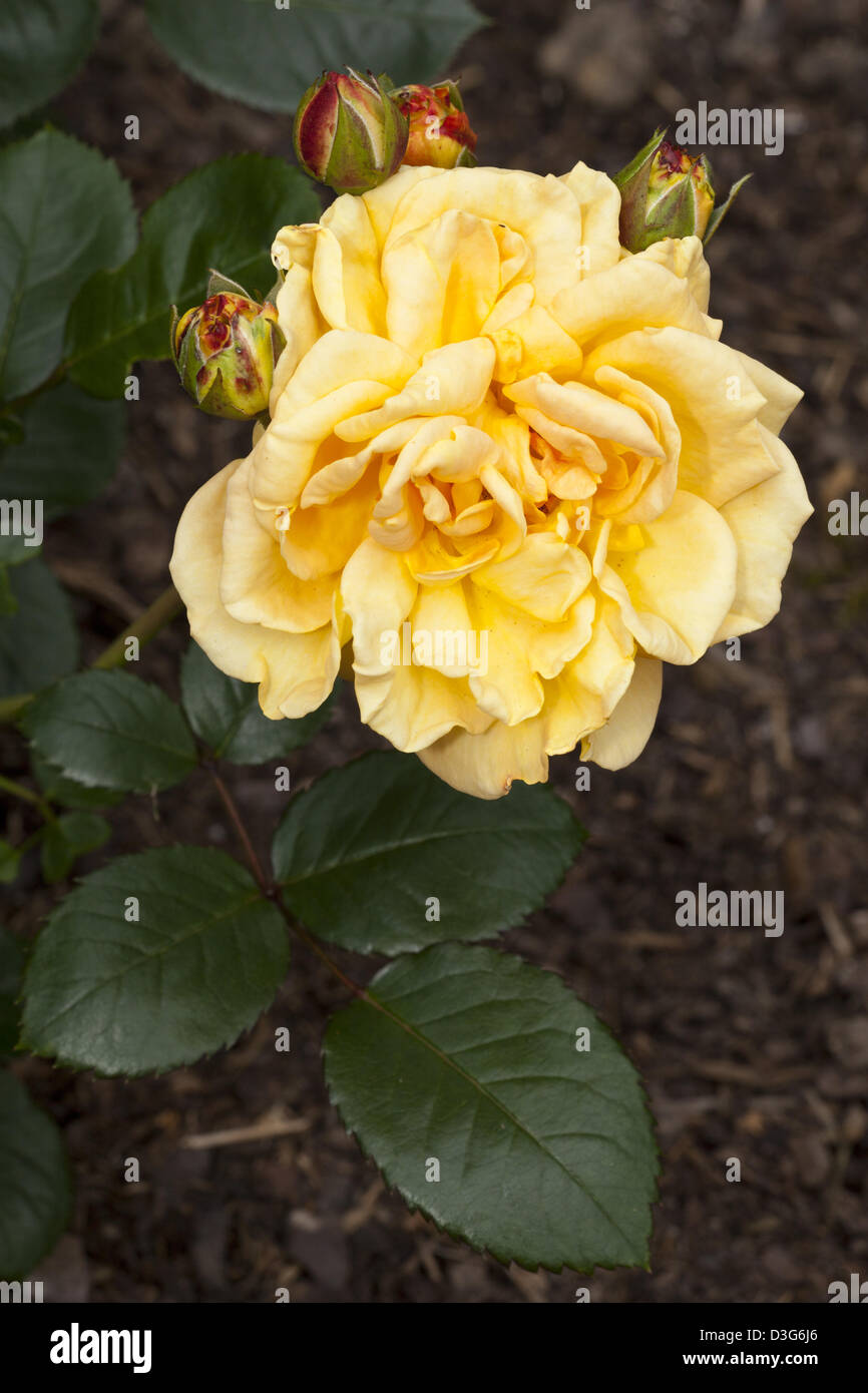 Timeless Rose High Resolution Stock Photography and Images - Alamy