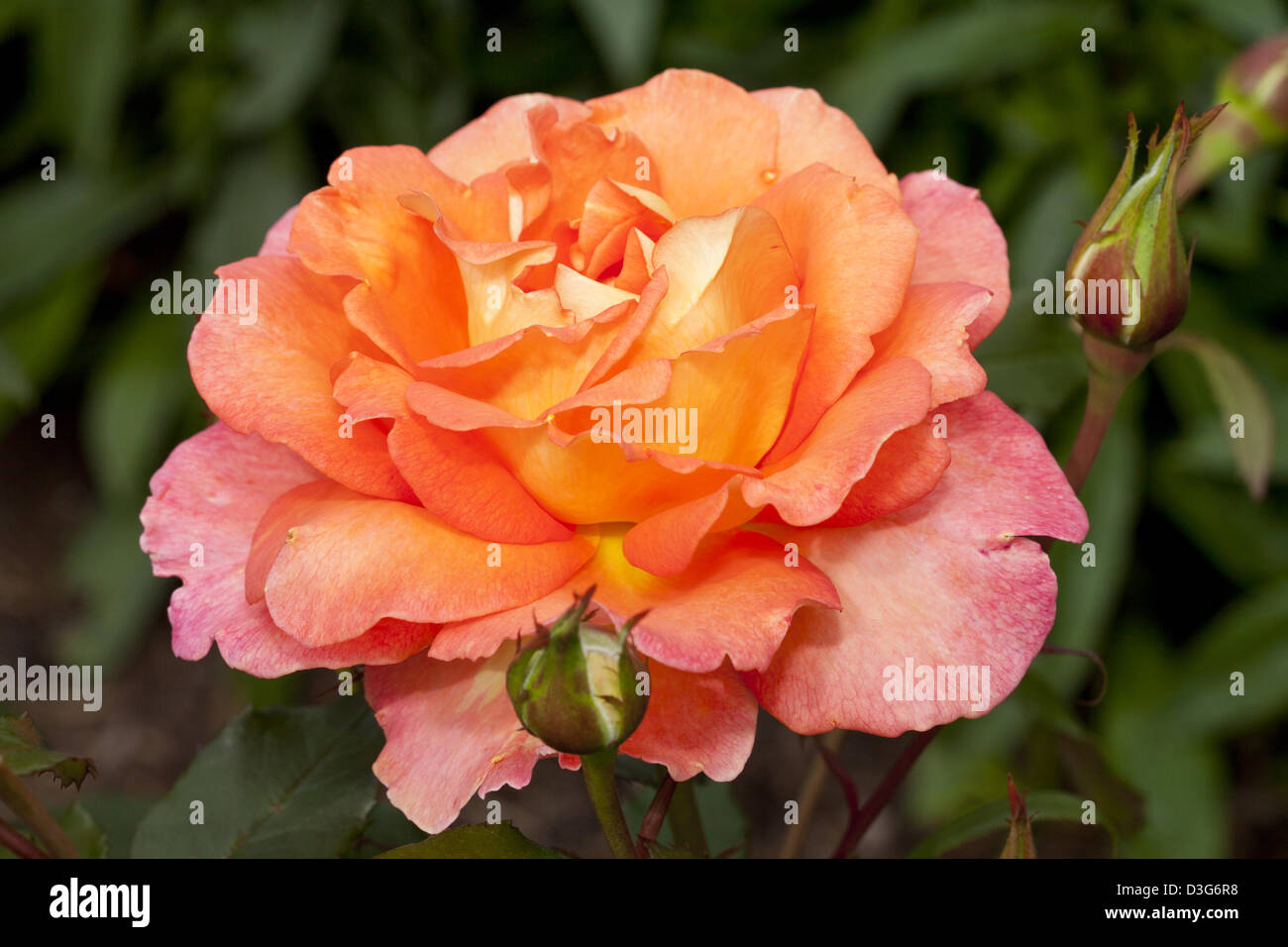 Teehybrid-Rose "Fairest Cape", Rosa, Rosaceae Stock Photo - Alamy