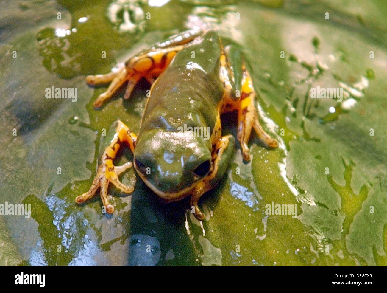 (dpa) A tiger leg monkey tree frog sits on a leaf in the zoo in