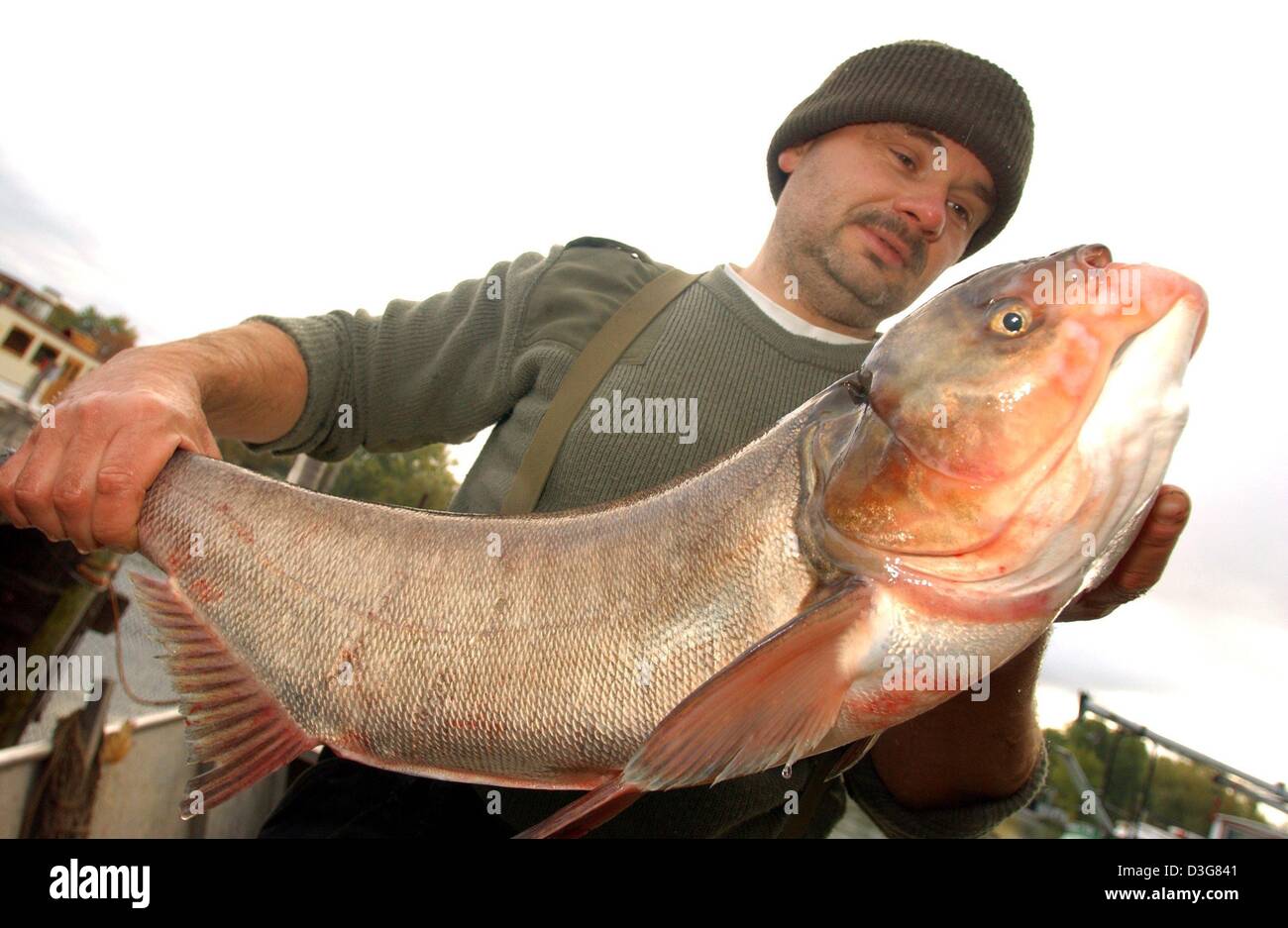 (dpa) - The fisherman Mario Winkler shows a huge bighead carp on the River Havel near Potsdam, Germany, 14 October 2003. Stock Photo