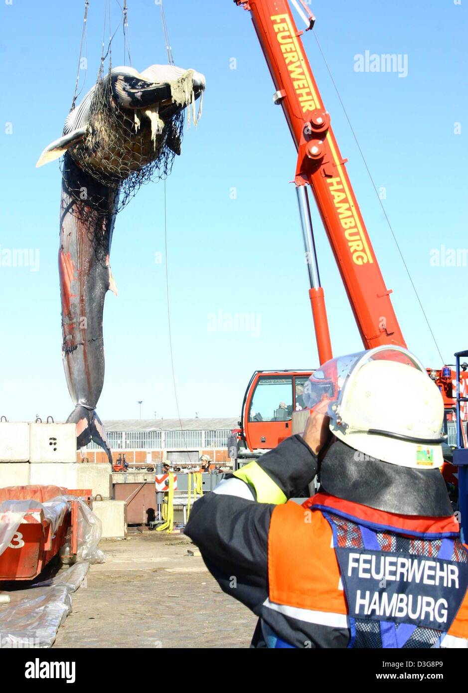 (dpa) - A crane lifts the corpse of a whale as the animal is salvaged from the harbour basin in Hamburg, 14 October 2003. The whale was already dead when it was found in the port. The animal, believed to be a finnback, bears wounds from a marine propeller, a spokesman of the Hamburg firebrigade reported. The 13.3-ton whale has been dead for a longer period of time, and decay has al Stock Photo