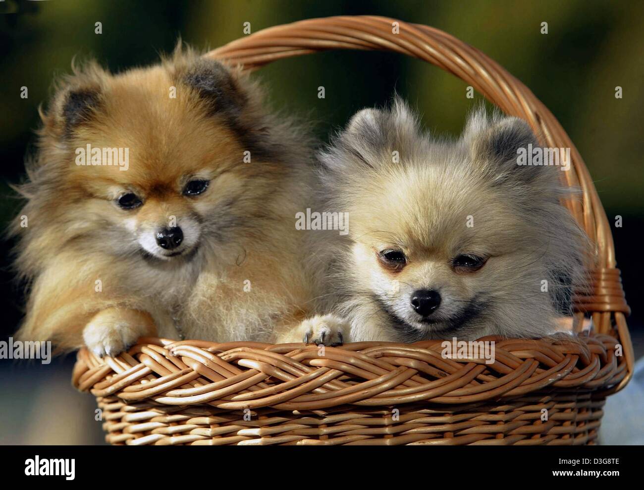 (dpa) - The two Pomeranian dogs Mona (L) and Yasmin look out of a basket during a dog breeders's show in Dortmund, Germany, 14 October 2003. The two dogs are the winners of the breeding show. Stock Photo