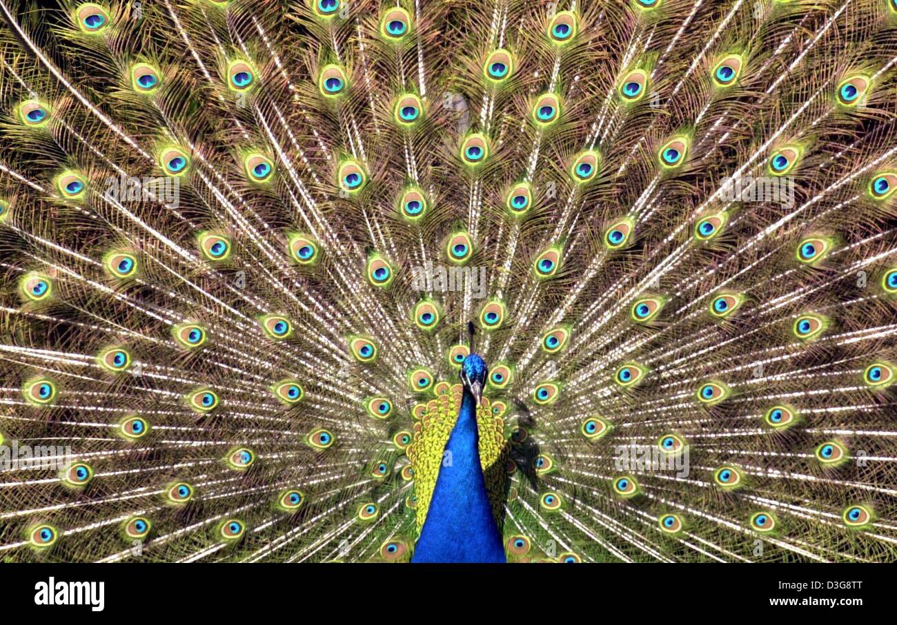 Peacock feathers fail to impress the ladies › News in Science (ABC Science)