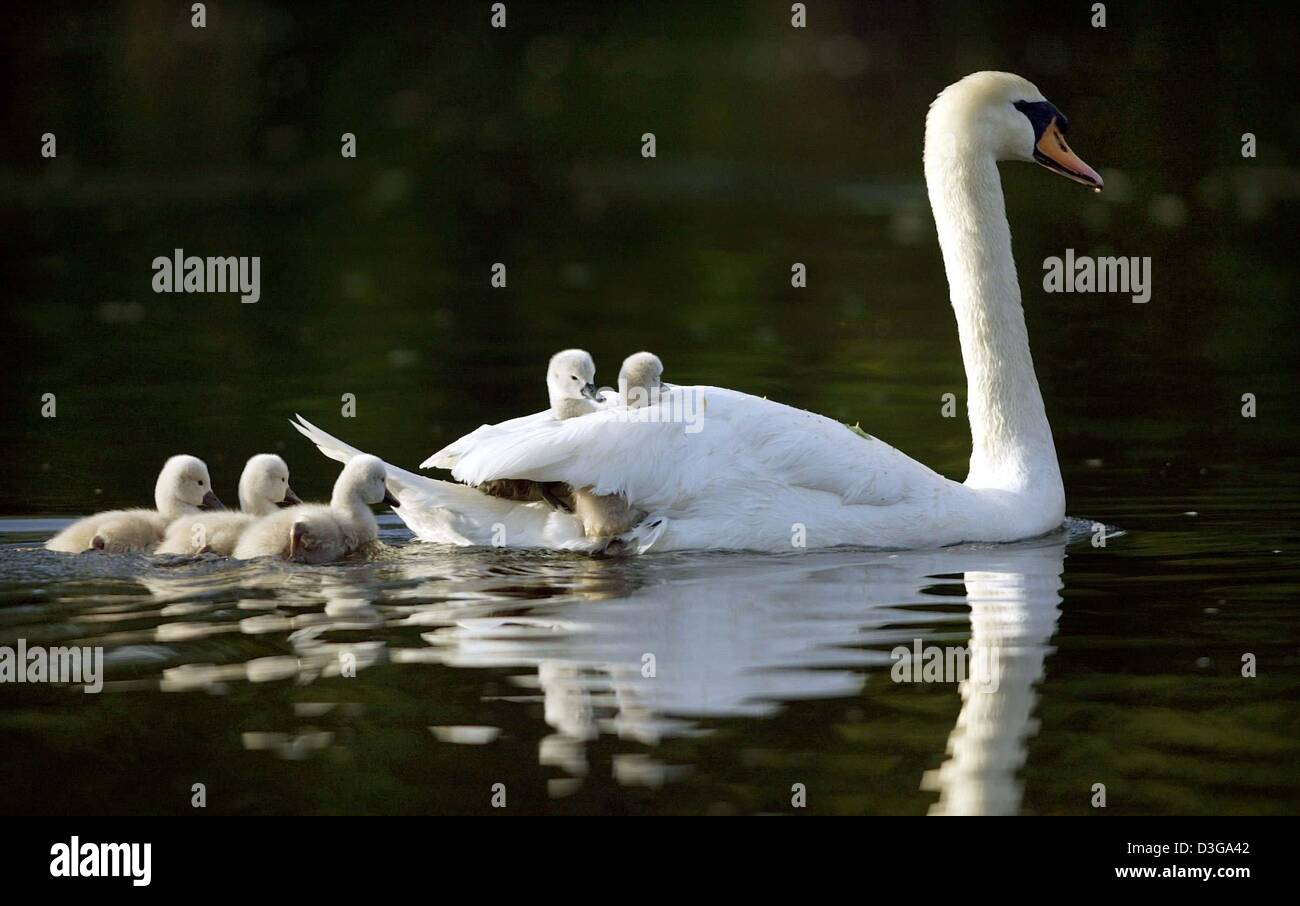 (dpa) - A white swan and its offspring swim in a lake near Pforzheim, Germany, 15 May 2004. Stock Photo