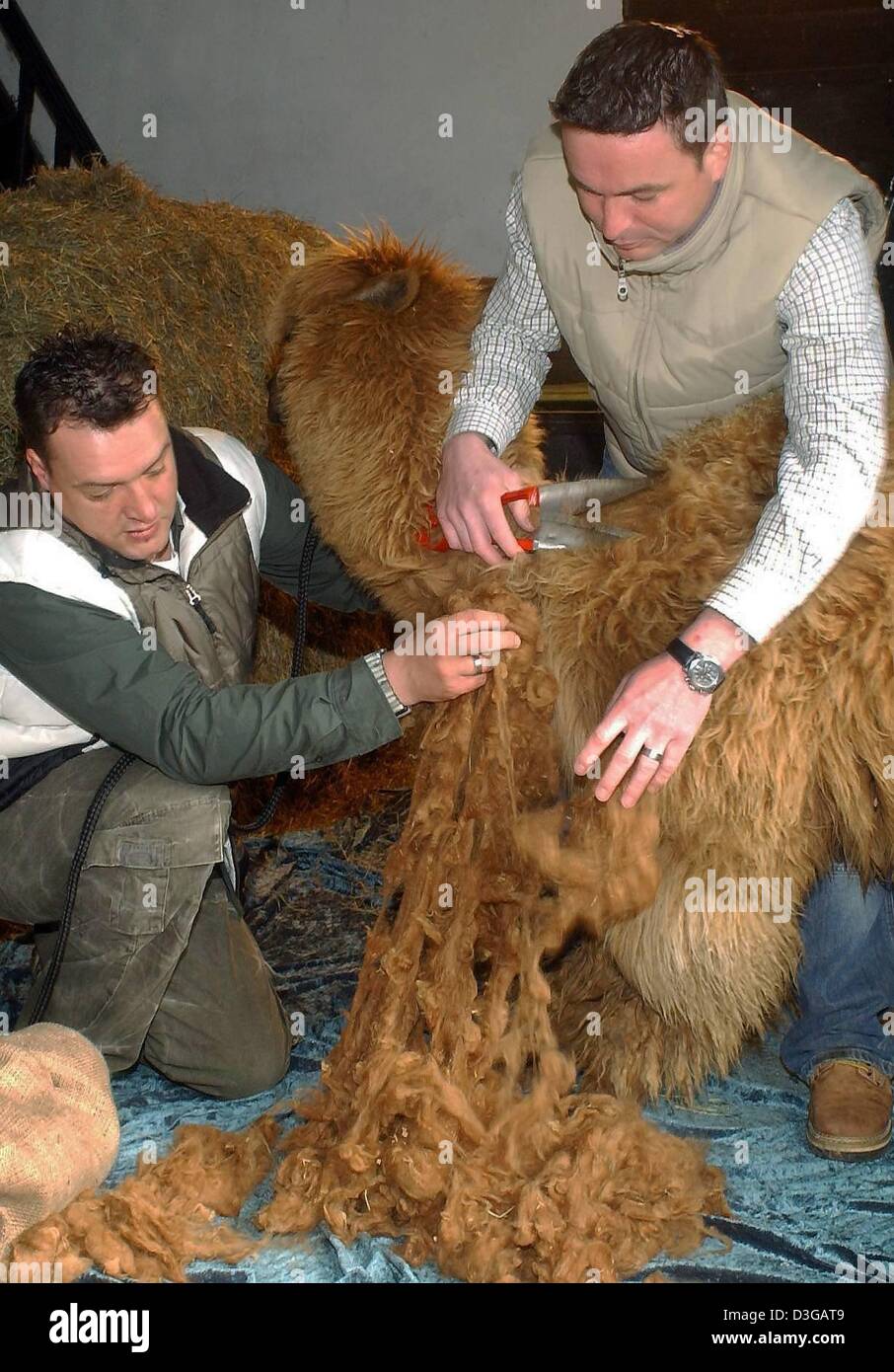 (dpa) - Andreas Borgers (R) and Jens Nachsel shear one of their alpacas on their farm in Wesel, Germany, 7 April 2004. Alpacas were once a cherished treasure of the ancient Incan civilization and played a central role in the Incan culture in South America. Nowadays, they are being successfully raised and enjoyed throughout the world as they produce one of the world's finest and mos Stock Photo