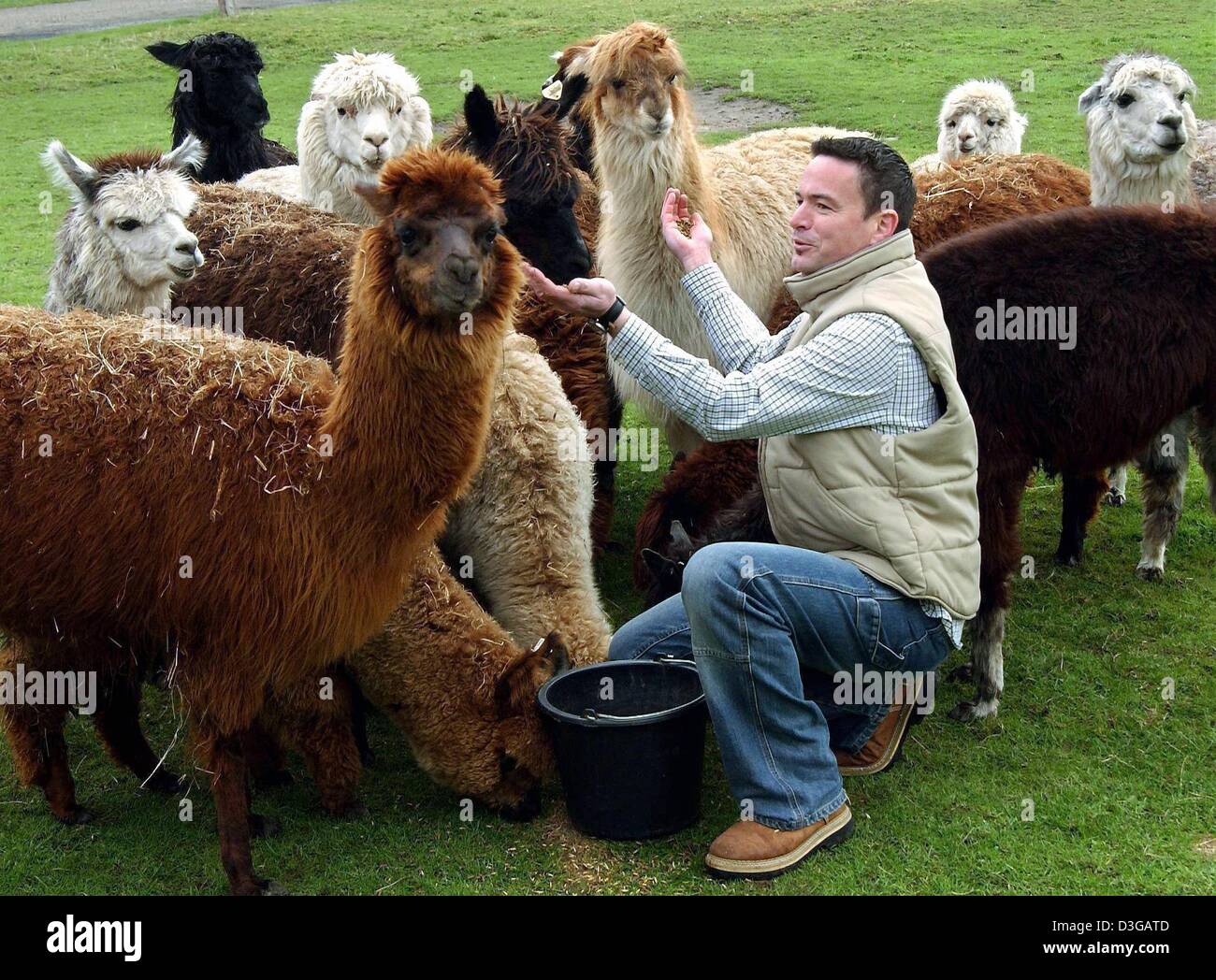 (dpa) - Andreas Borgers feeds the alpacas on his farm in Wesel, Germany, 7 April 2004. Alpacas were once a cherished treasure of the ancient Incan civilization and played a central role in the Incan culture in South America. Nowadays, they are being successfully raised and enjoyed throughout the world as they produce one of the world's finest and most luxurious natural fibers. This Stock Photo
