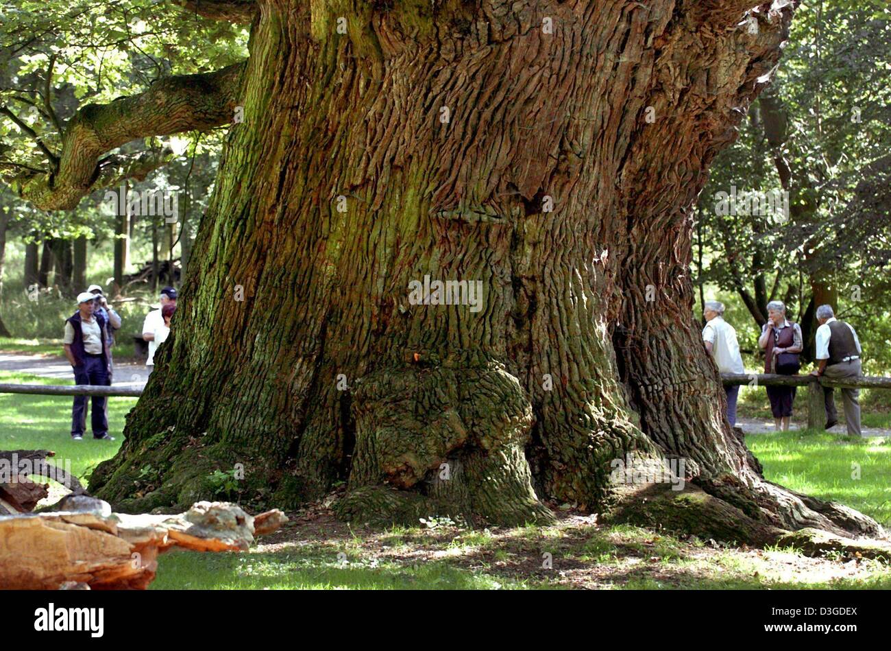 (dpa) Visitors stand behind the oldest living oak tree in Germany at