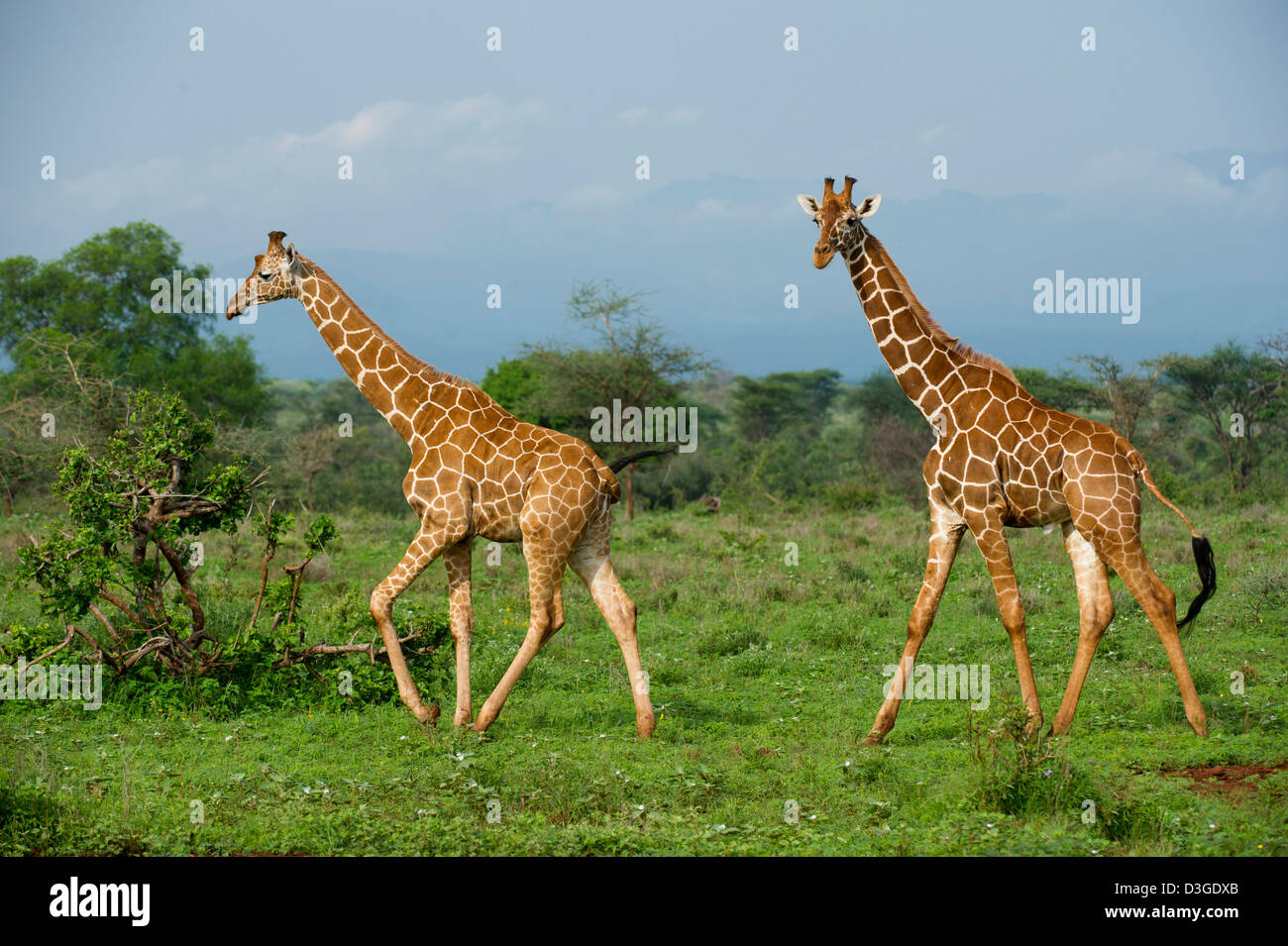 Reticulated giraffe ( Giraffa camelopardalis reticulata), Meru National Park, Kenya Stock Photo