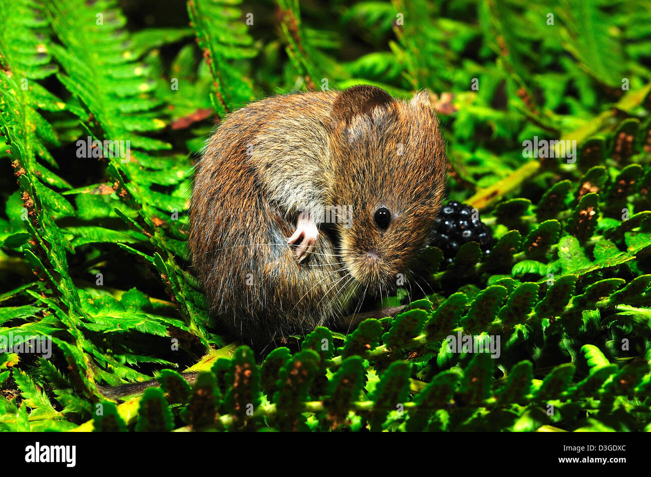 A harvest mouse having a wash Stock Photo Alamy