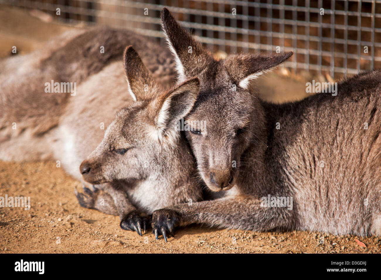 Two kangaroos embraced in a cute cuddle. Stock Photo