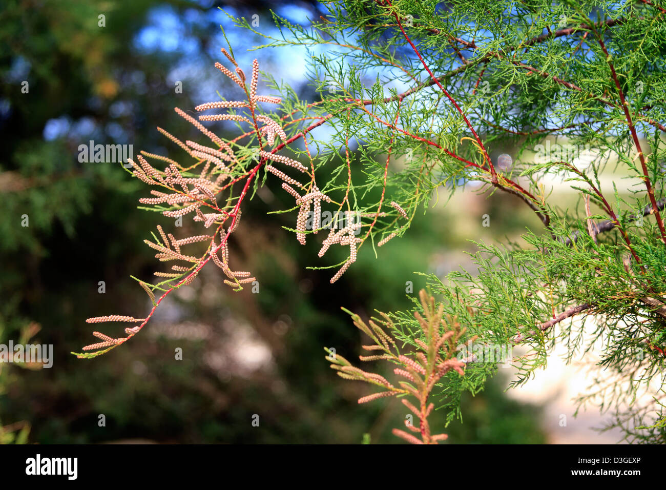Tamarisk bushes, Harlyn Bay, Cornwall, England Stock Photo Alamy