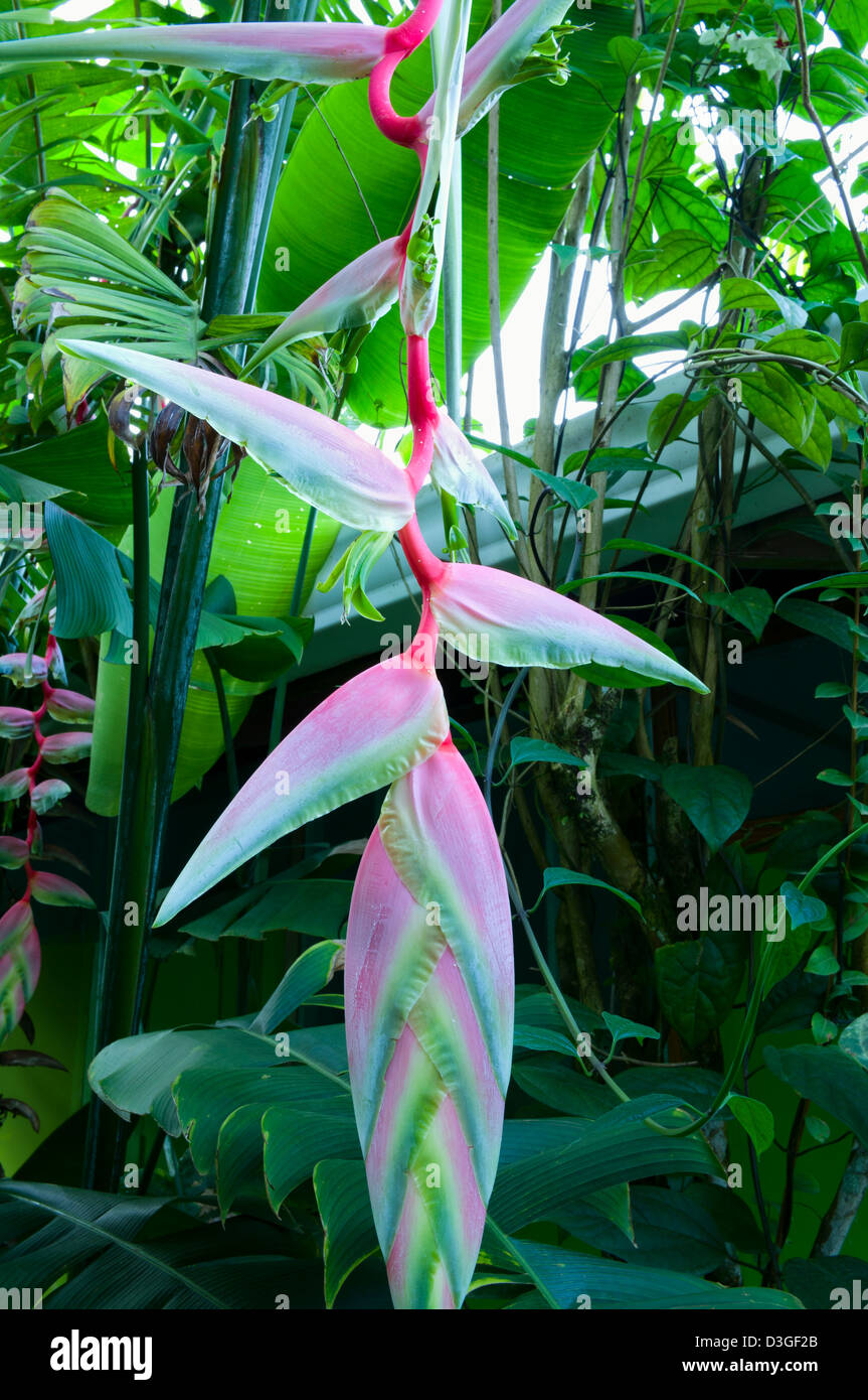Lobster Claw or Pink Heliconia Rostrata Plant also known as False Bird of Paradise in full bloom Stock Photo