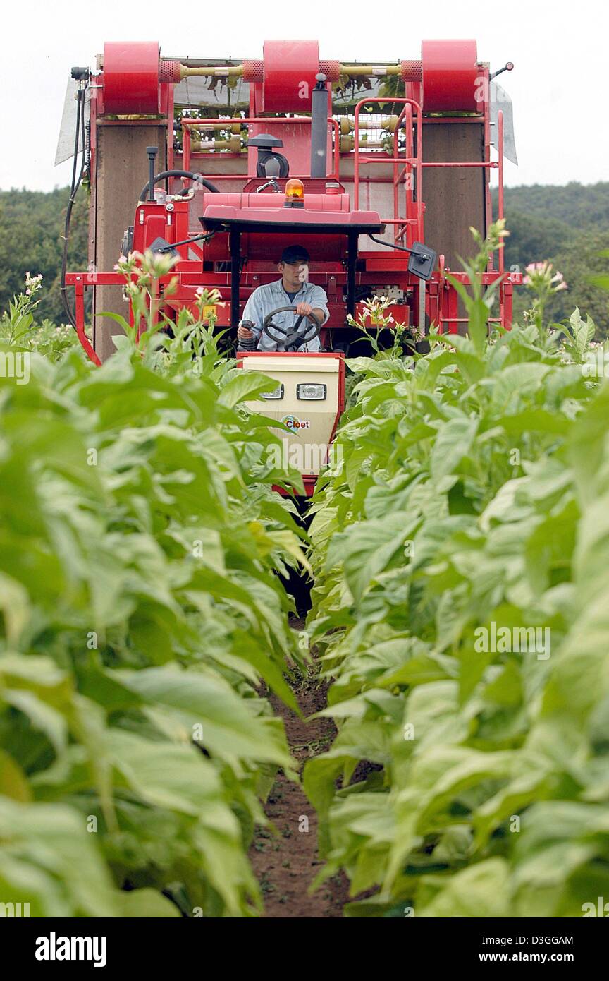 (dpa) - A helper drives a tobacco harvester on a field near Wittlich, Germany, 23 August 2004. The first fully automatic tobacco harvesting machine will reduce the cost of the harvest by 70 per cent, and will be four times faster than picking the tobacco manually. Stock Photo