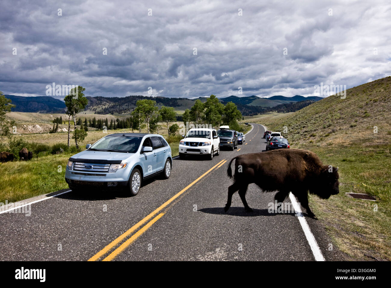 Bison crossing road with traffic, Lemar Valley, Yellowstone National Park Stock Photo