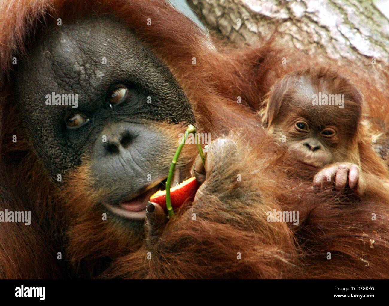 Human interest hum animals orang utan offspring apes primates germany ...