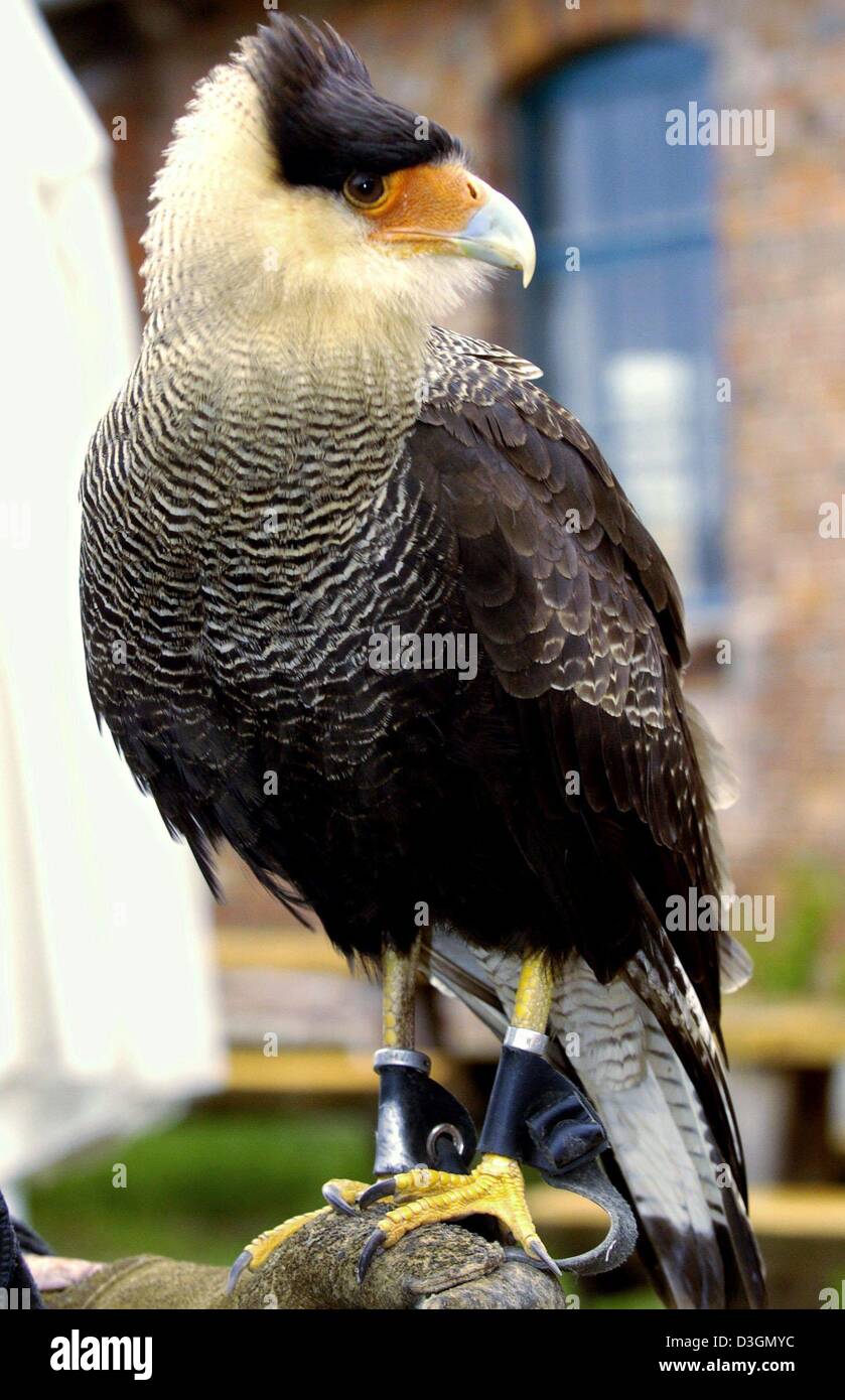 Dpa Sanchothe Falcon Sits On The Hand Of A Falconer At The