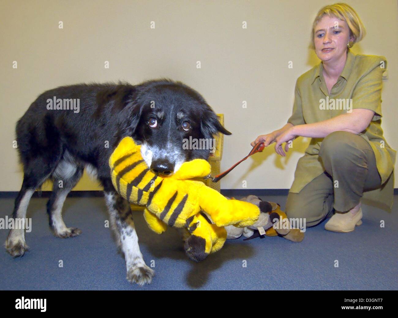Rico border collie hi-res stock photography and images - Alamy