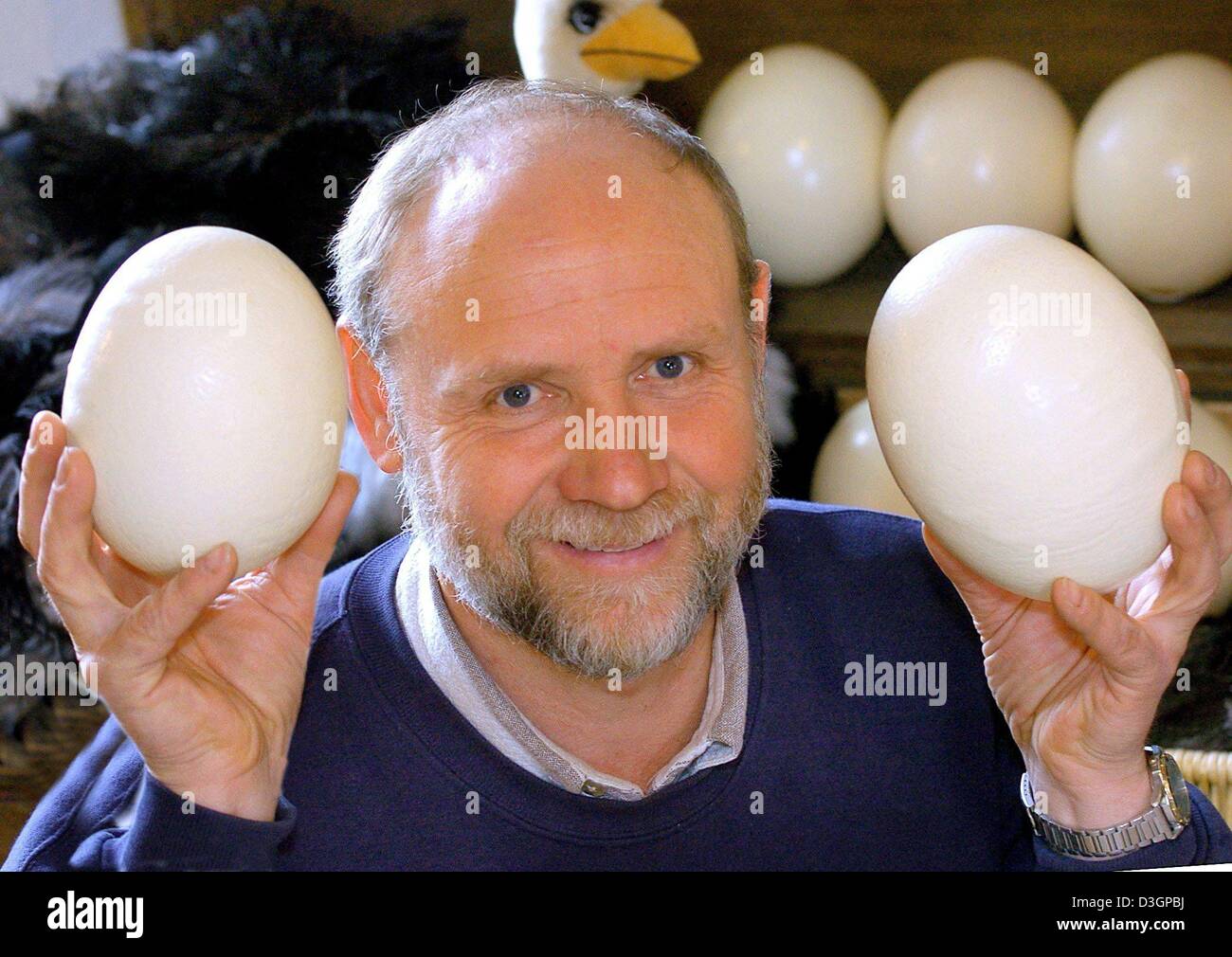 (dpa) - Farmer Hans-Juergen Krause shows two ostrich eggs at his ostrich farm in Neu Heinde, eastern Germany, 27 February 2004. The farmer brings up about 100 ostrichs every year. Apart from their meat, the ostrich's feathers and XXL eggs are sold in a shop at the farm. Stock Photo