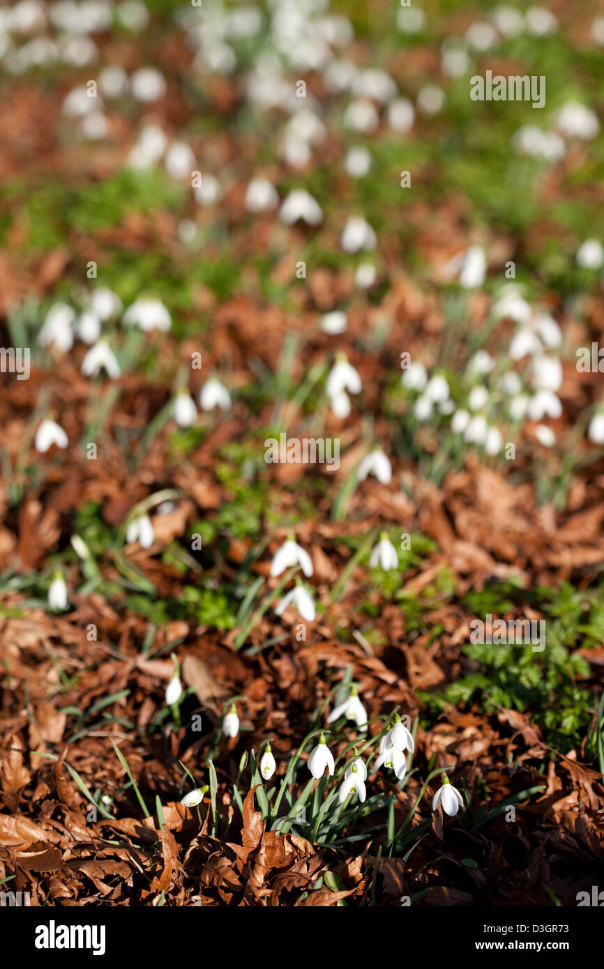 Snowdrops in flower, flowering among dead leaves in spring, England UK Stock Photo