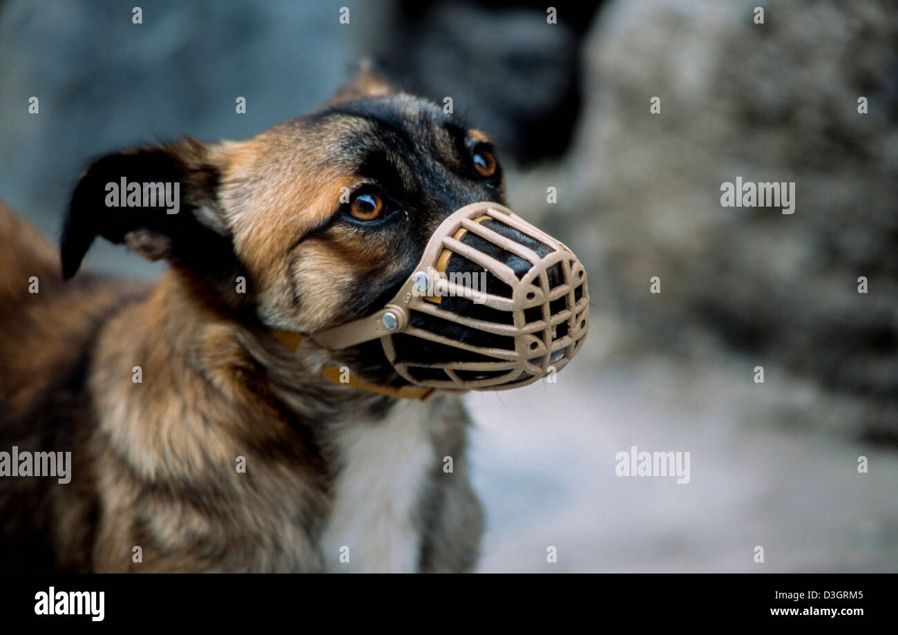 Dog with mask Stock Photo