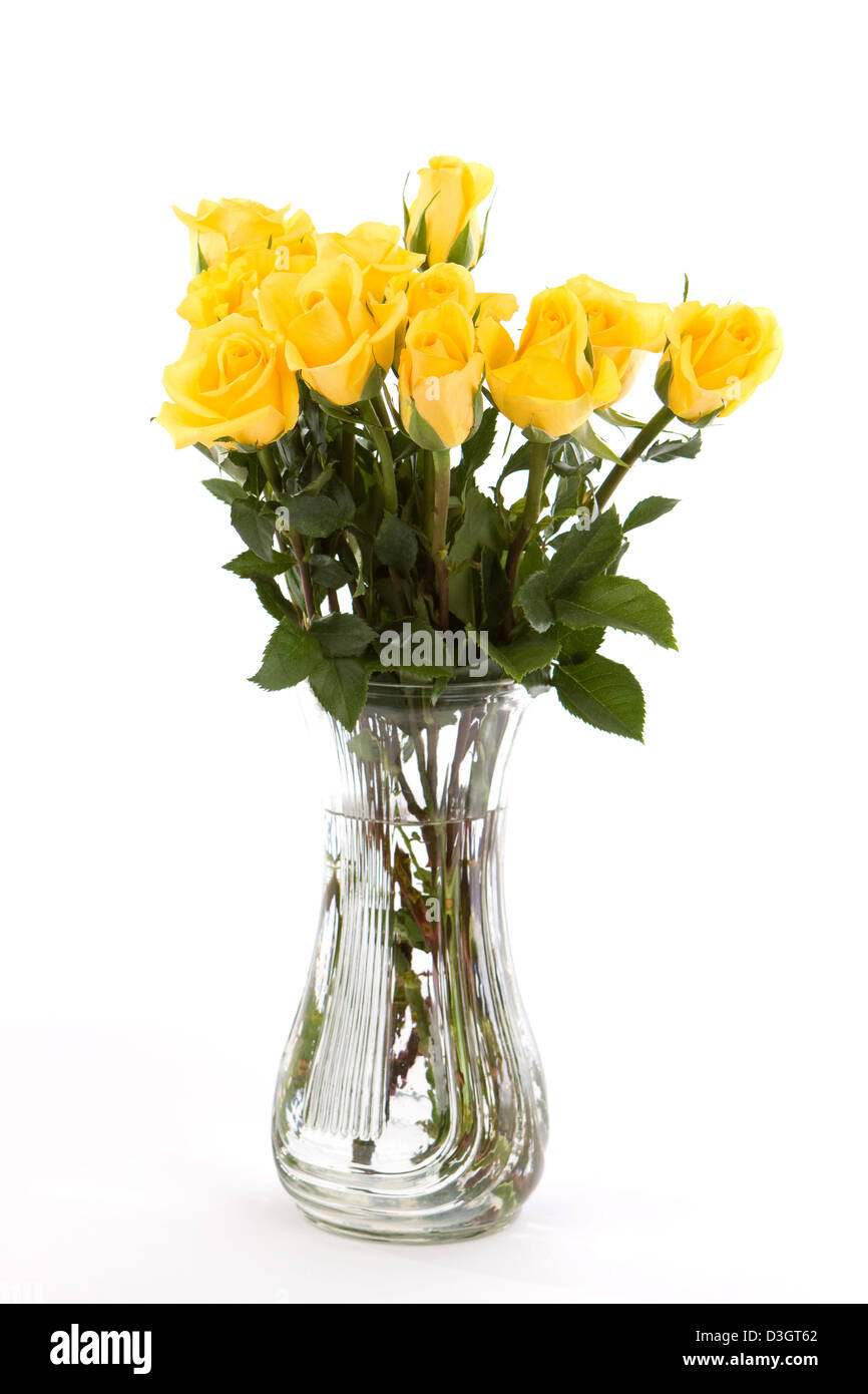 A dozen yellow friendship roses in a vase against a white background. Stock Photo
