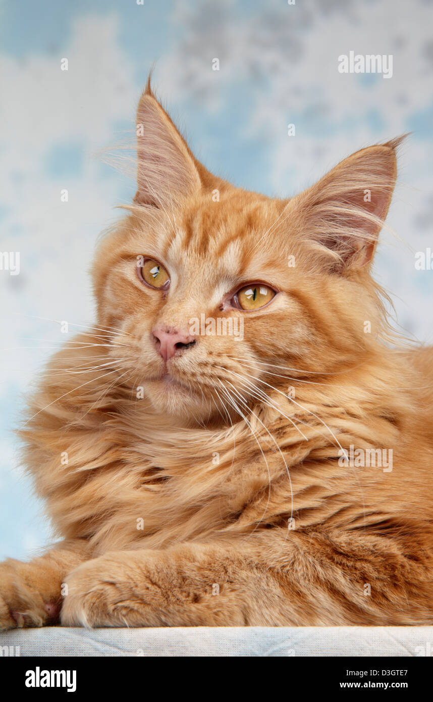 Red Classic Tabby Male Maine Coon Cat Stock Photo 53845519 Alamy