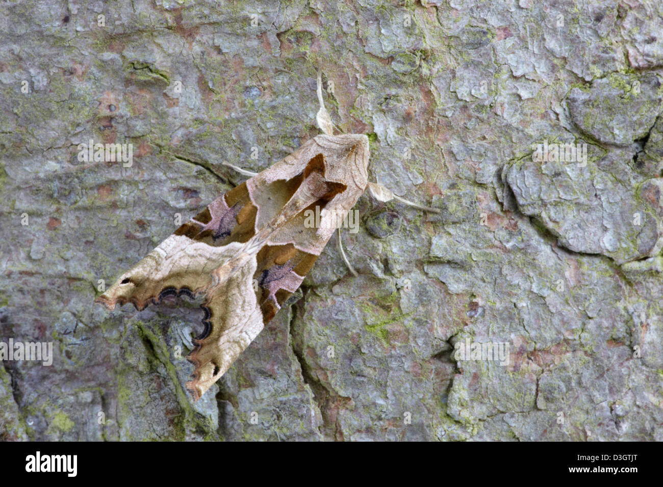 Angle shades (Phlogophora meticulosa) moth on tree trunk Stock Photo