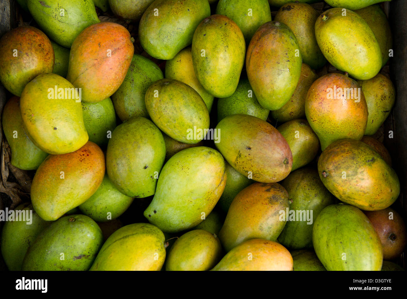 Mangoes for sale, Mombasa, Kenya Stock Photo Alamy