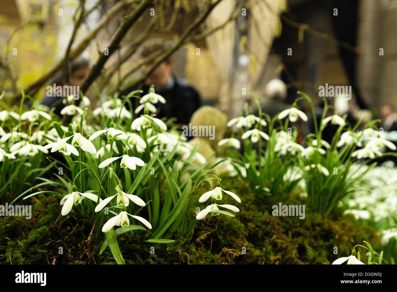Spring flower displays at the RHS London Plant and Design Show 2013 on ...
