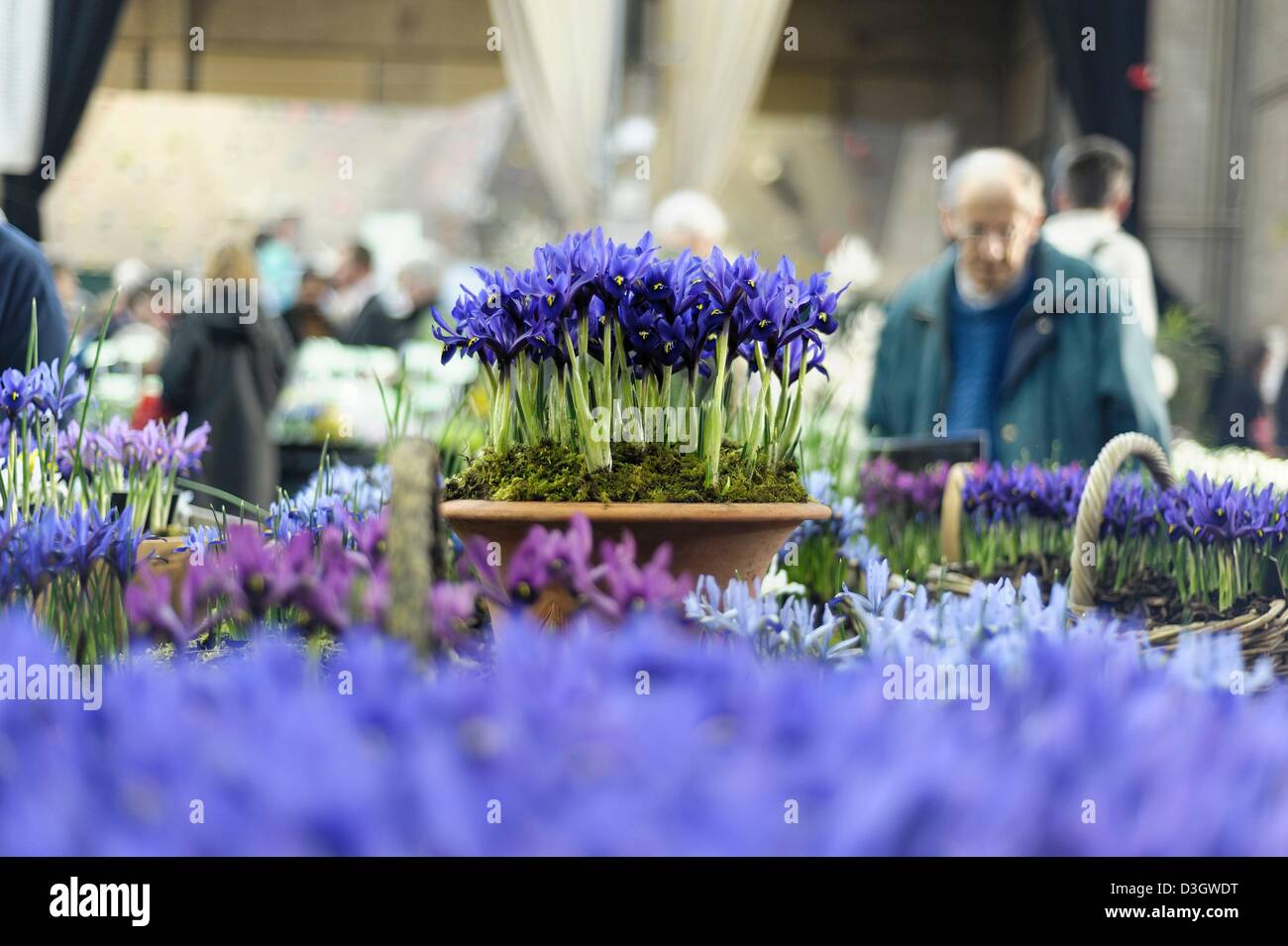 Spring flower displays at the RHS London Plant and Design Show 2013 on ...