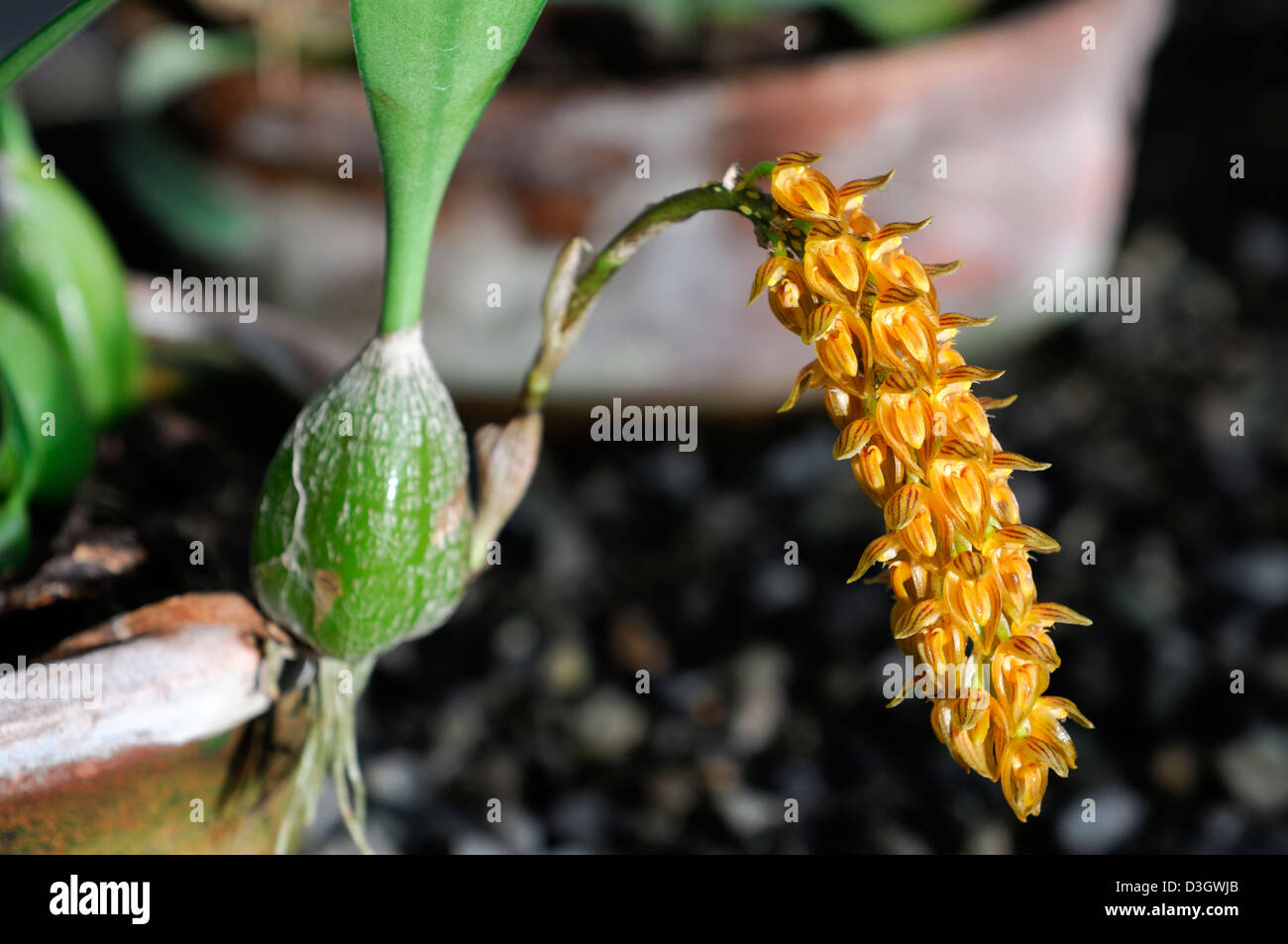 bulbophyllum careyanum var ochracea orange orchid flower inflorescence tropical exotic spike bloom blossom flowering Stock Photo