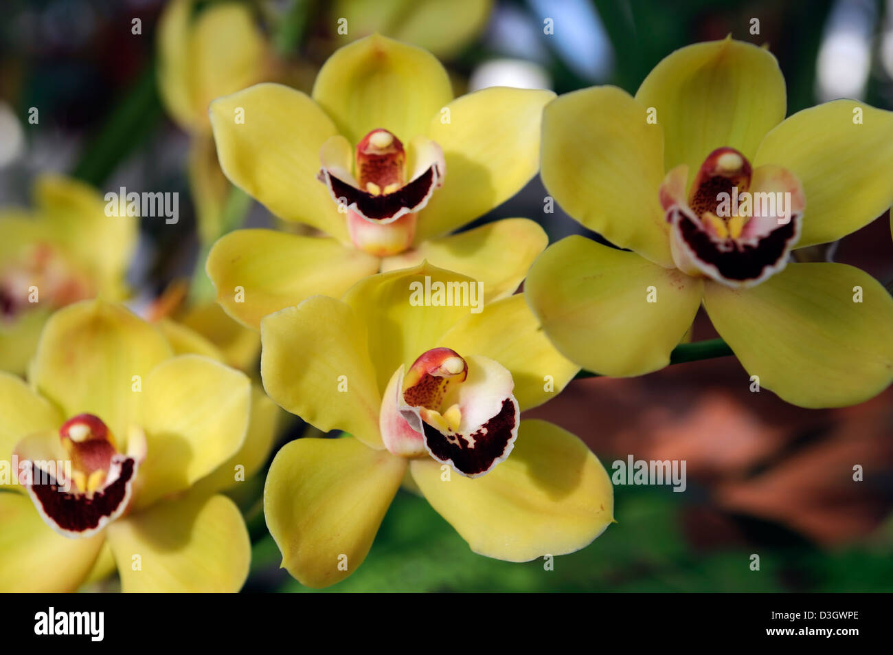 cymbidium orchid yellow hybrid tropical exotic close-up flora flower bloom blossom tender Color colour Closeup close Stock Photo