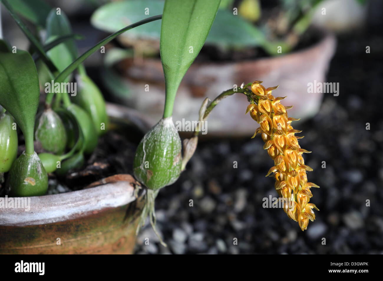 bulbophyllum careyanum var ochracea orange orchid flower inflorescence tropical exotic spike bloom blossom flowering Stock Photo