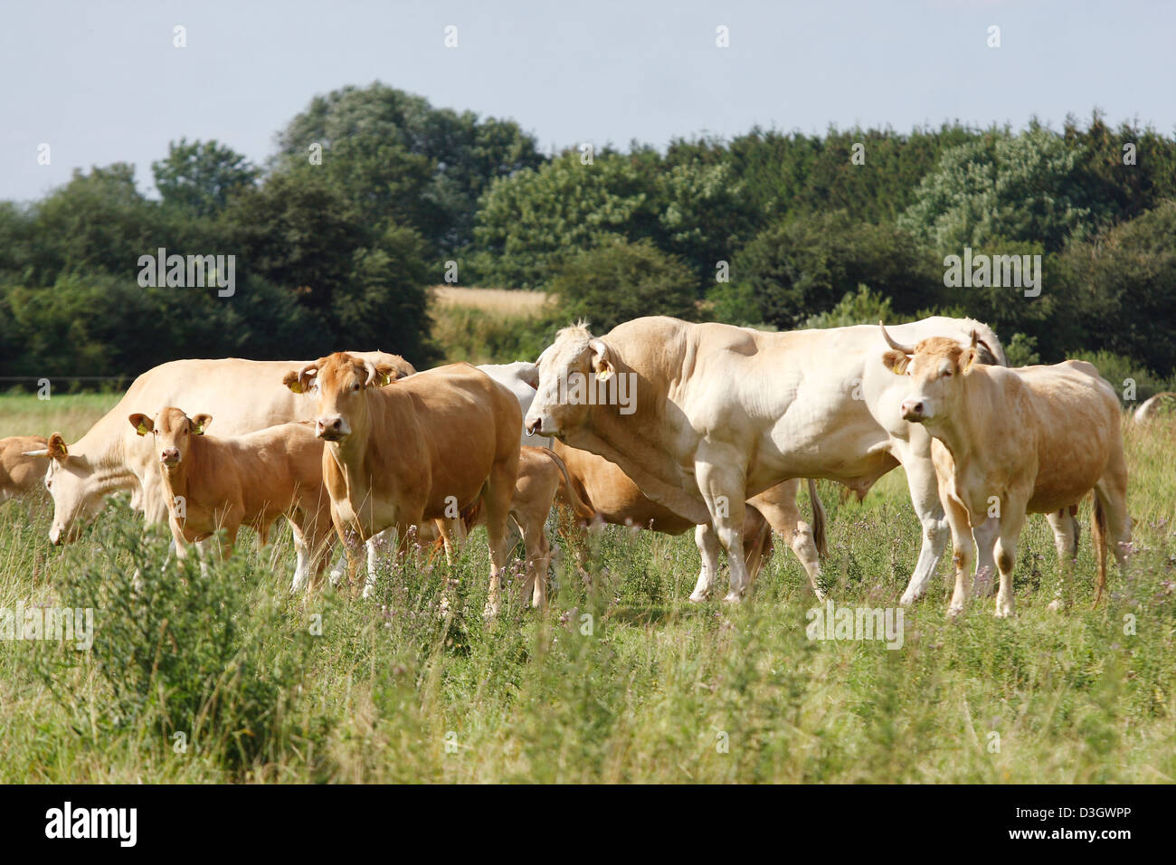 Herd of Limousin cattle Bos primigenius taurus on meadow, Lower Saxony, Germany Stock Photo