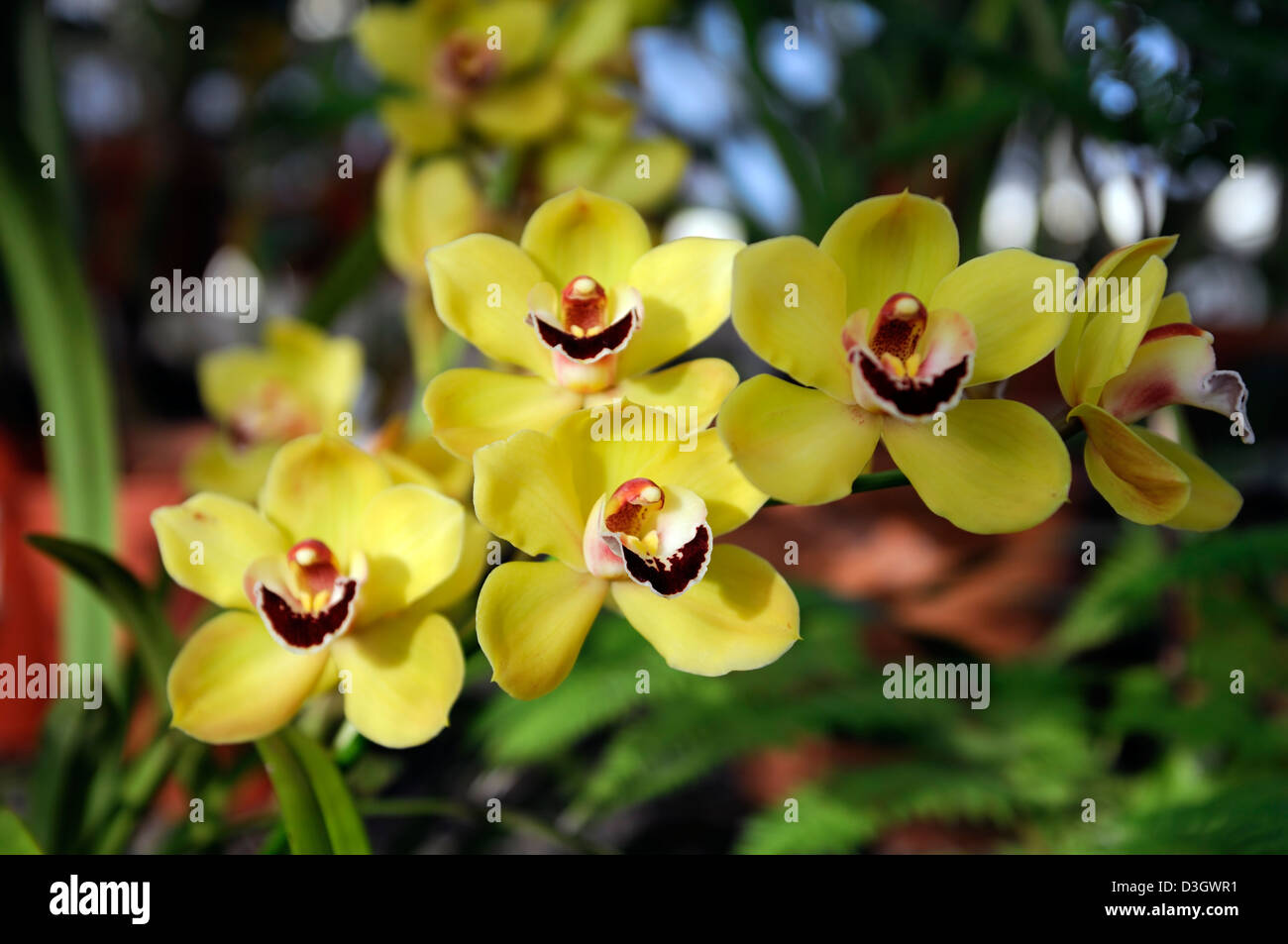 cymbidium orchid yellow hybrid tropical exotic close-up flora flower bloom blossom tender Color colour Closeup close Stock Photo