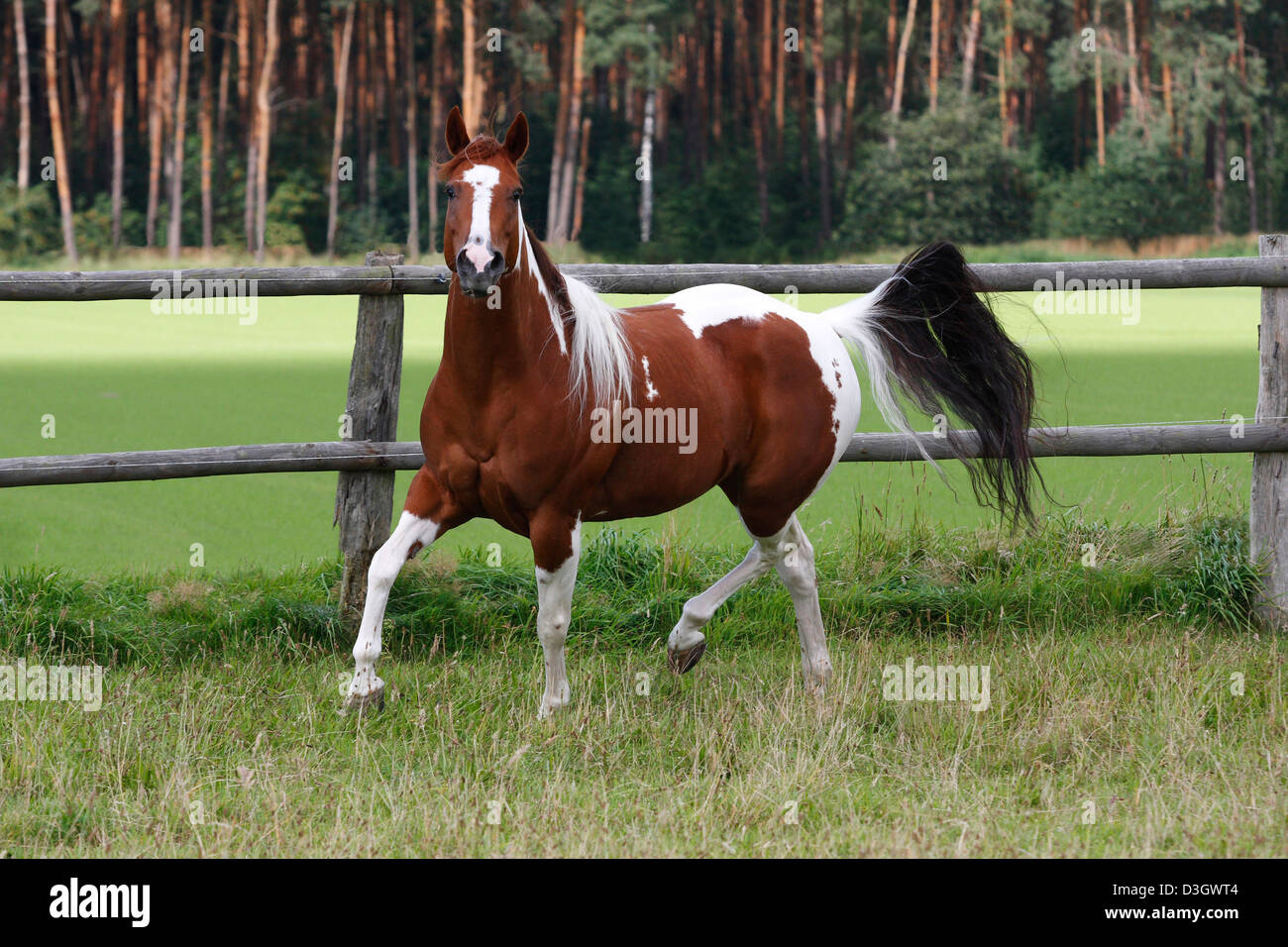 Female Paint horse trotting on meadow, Lower Saxony, Germany Stock
