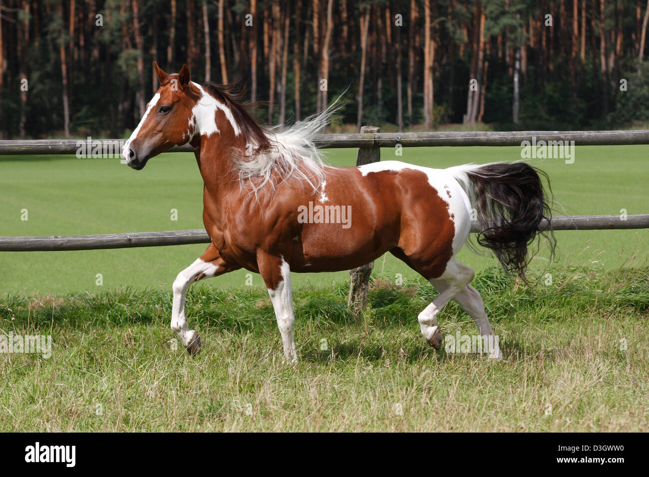 Female Paint horse trotting on meadow, Lower Saxony, Germany Stock
