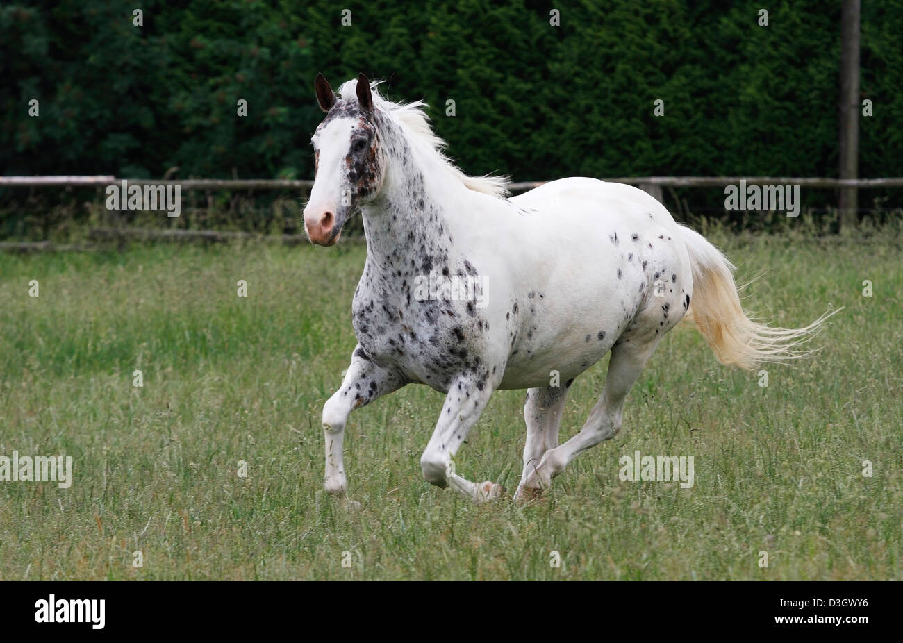 Galopping Knapstrup horse on meadow, Lower Saxony, Germany Stock Photo