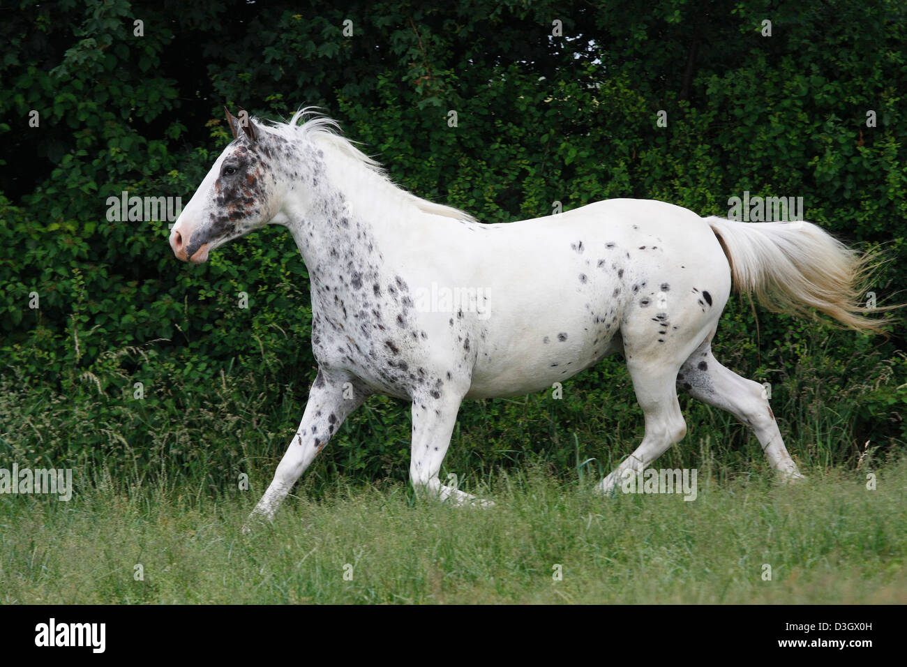 Trotting Knapstrup horse on meadow, Lower Saxony, Germany Stock Photo