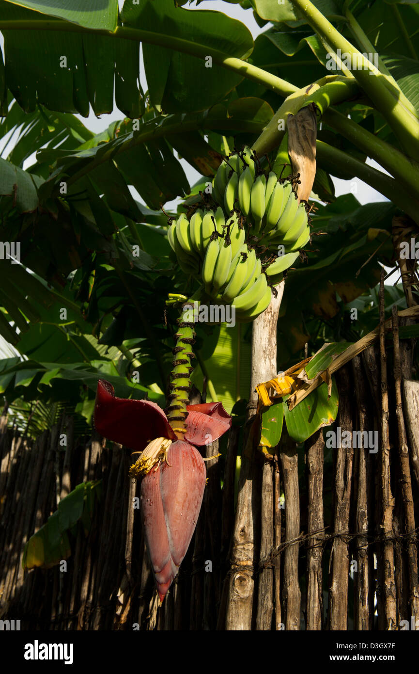 Banana plant, Kenya Stock Photo